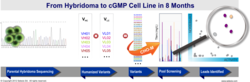 hybridoma, cell line, cGMP